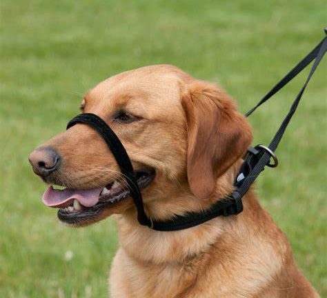 The 10 Best Dog Training Collars—And How to Use Them Safely
